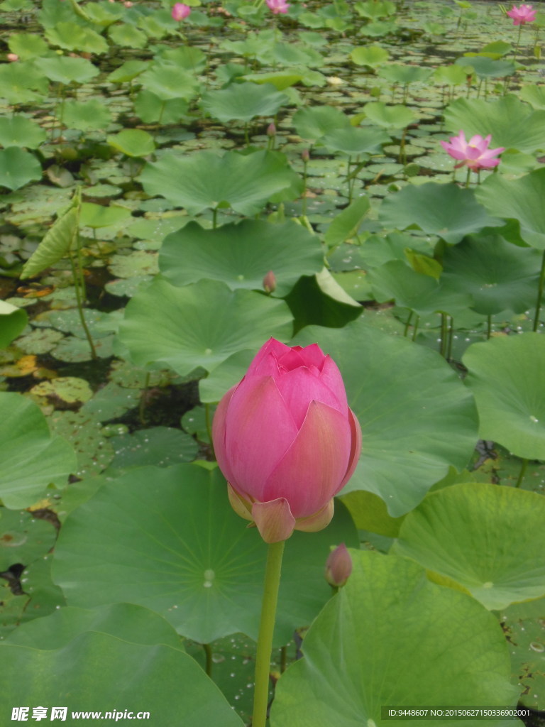荷花