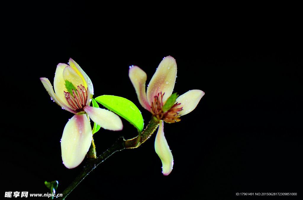 香蕉花