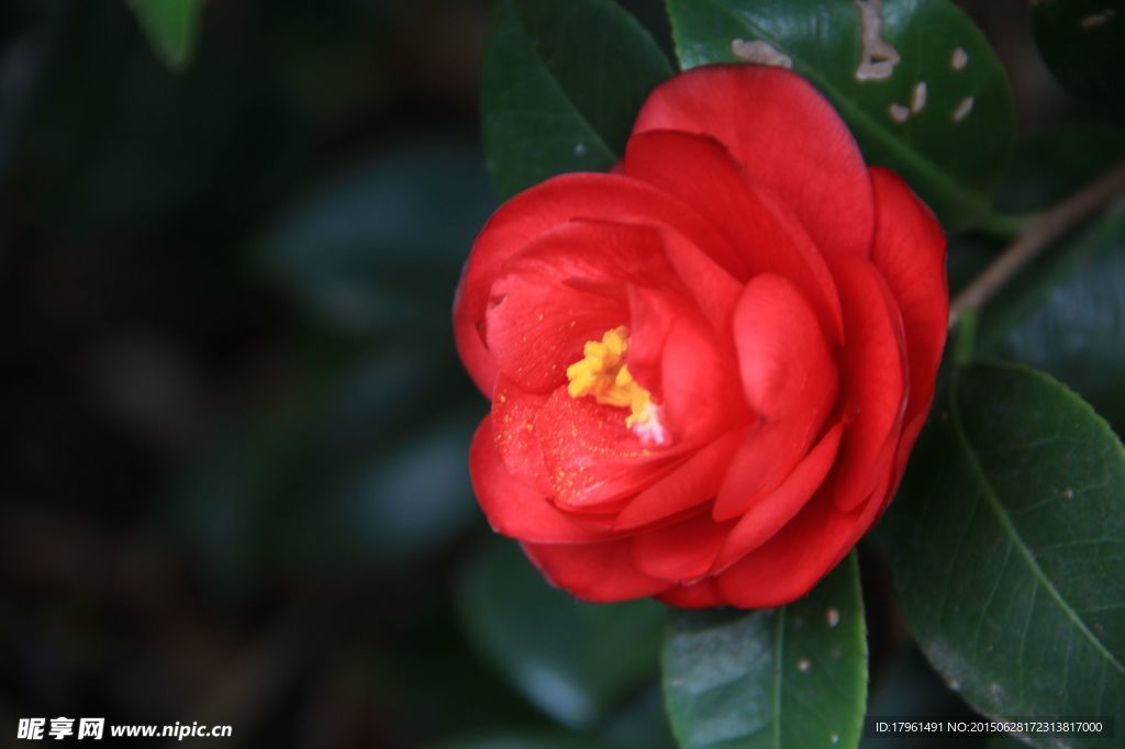 山茶花