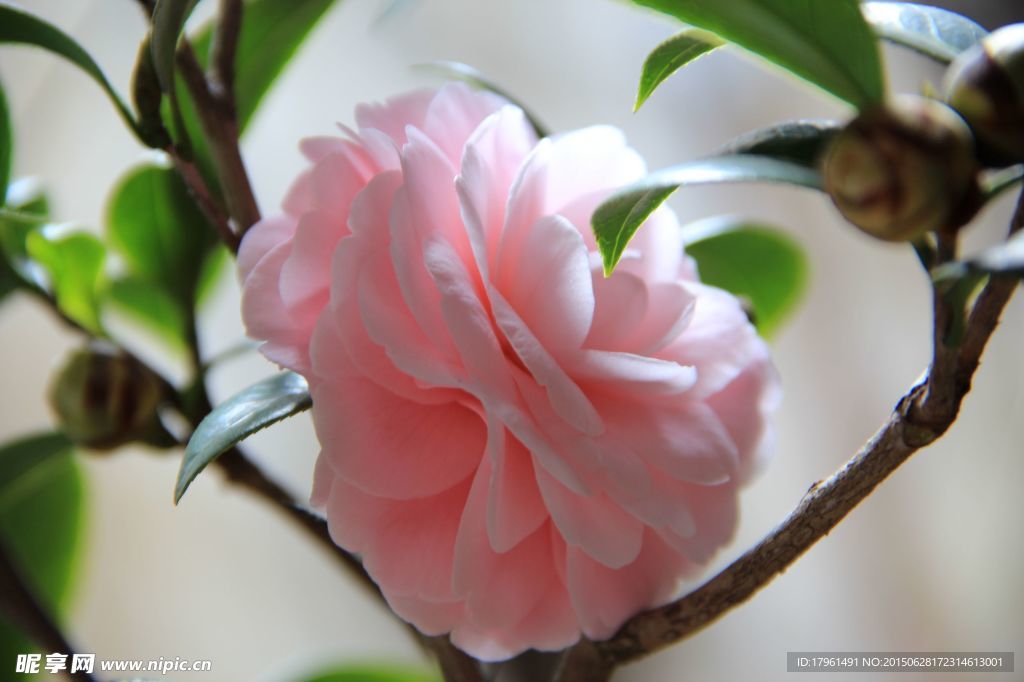 山茶花