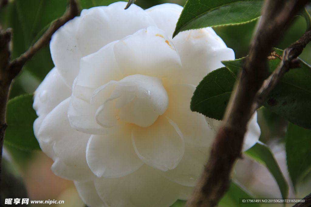 山茶花