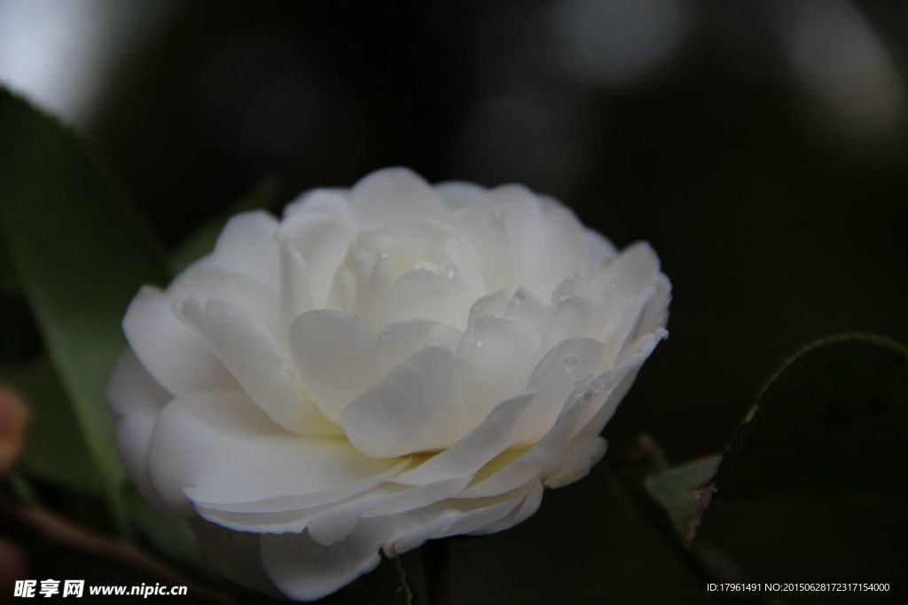 山茶花