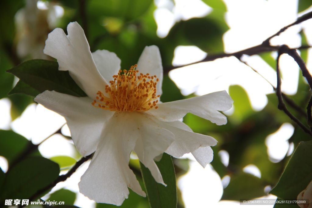 山茶花