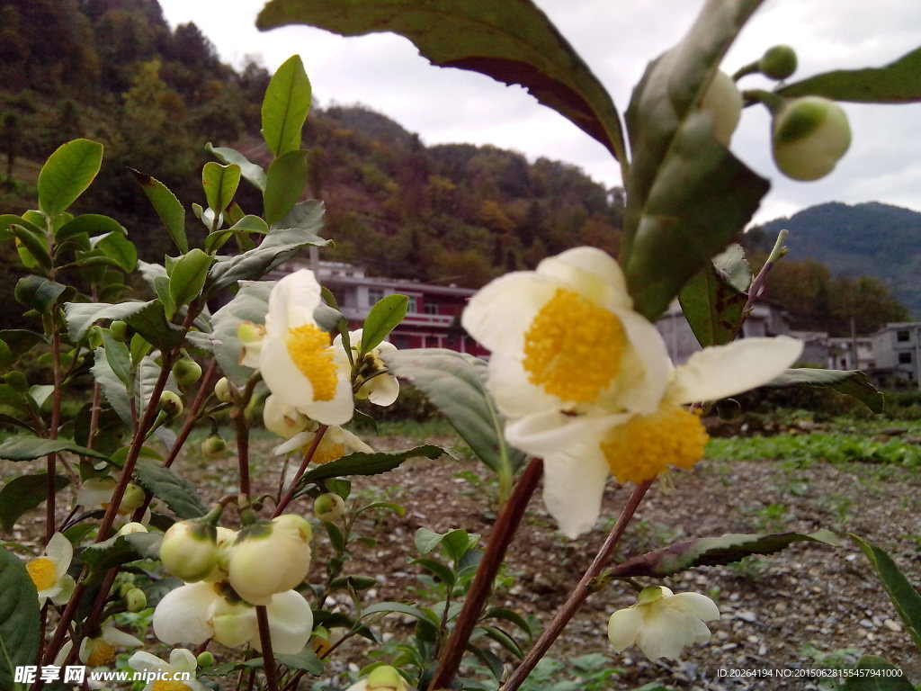 紫阳美景 茶花