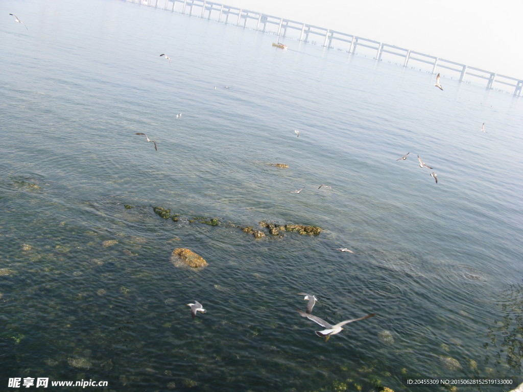 一群海鸥