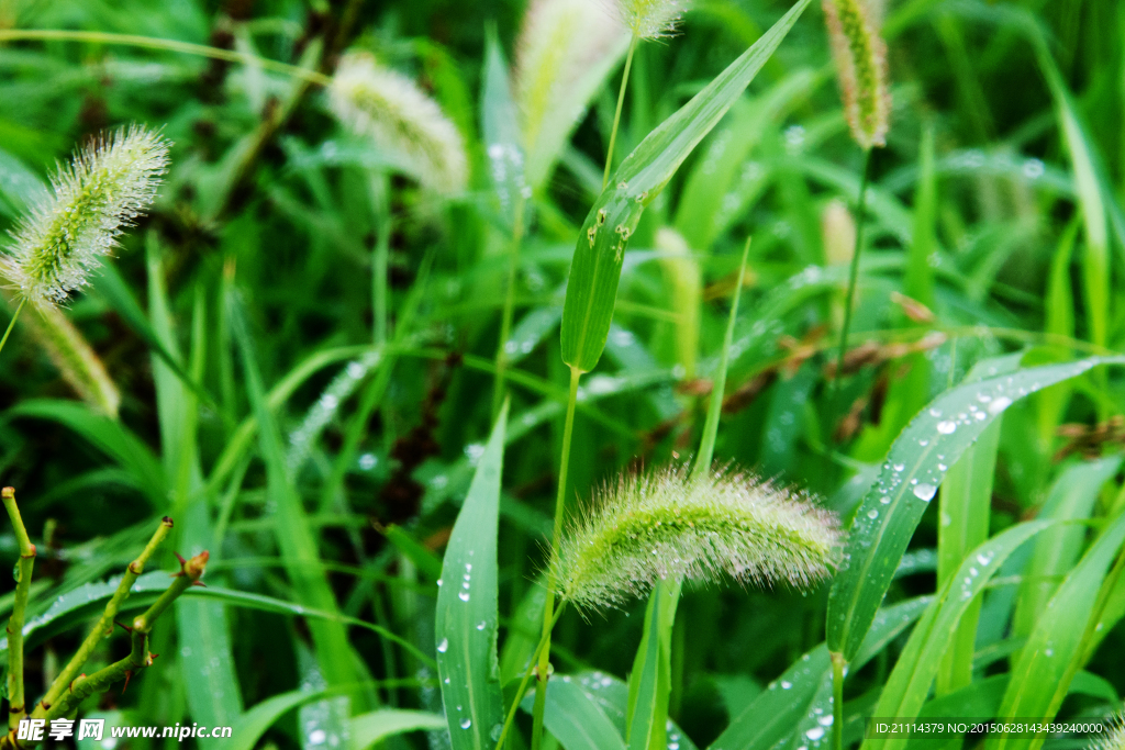 雨中狗尾巴花