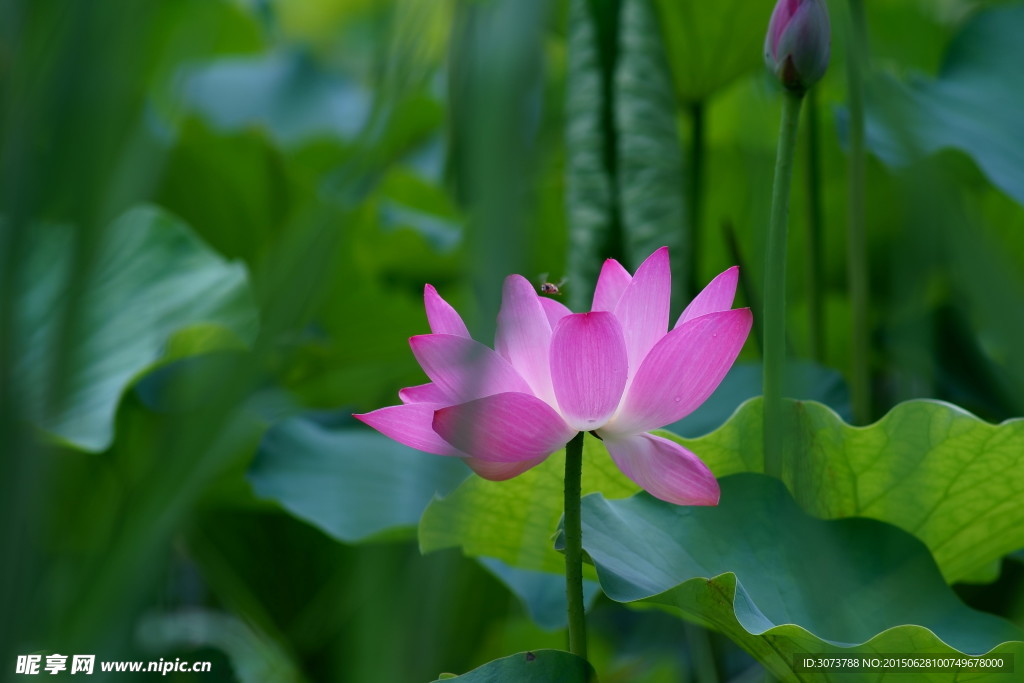 荷花