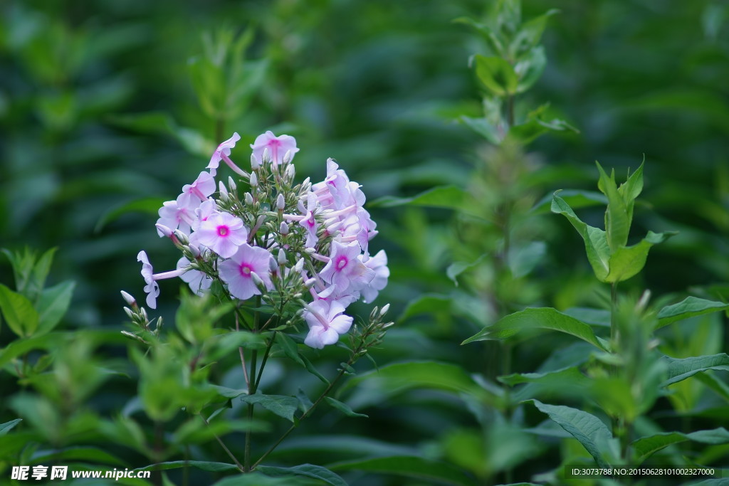 风铃花
