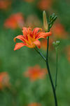 萱草花