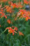 萱草花