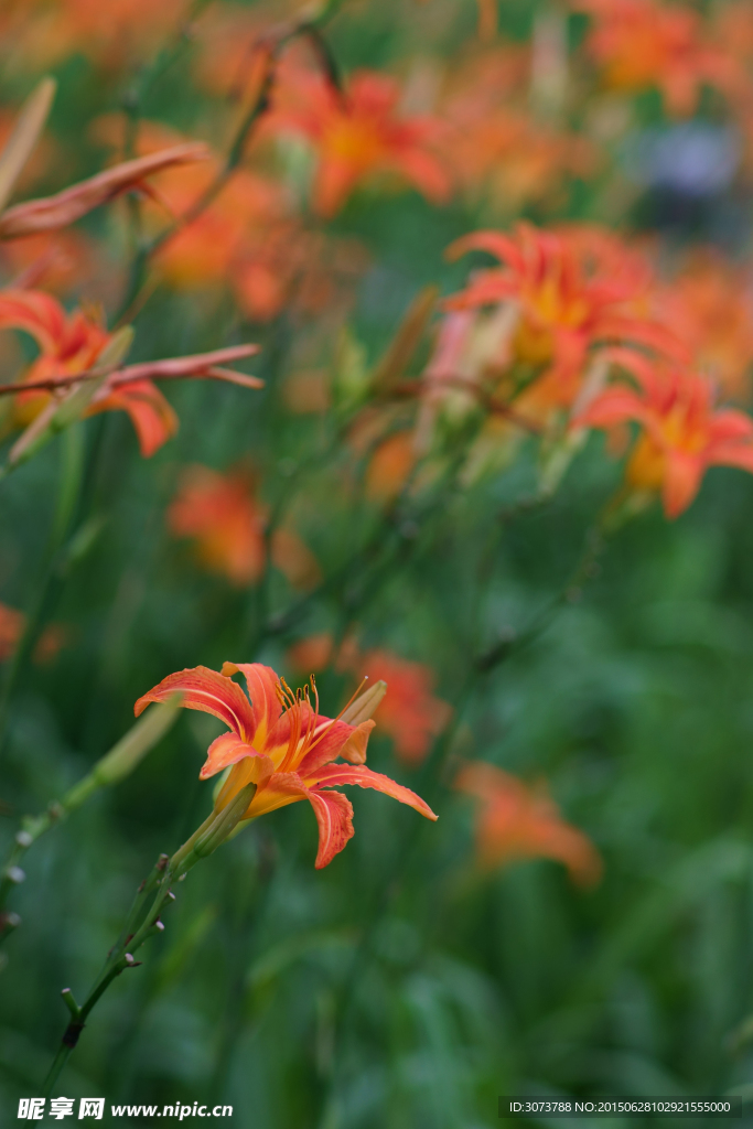 萱草花