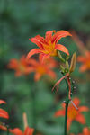 萱草花