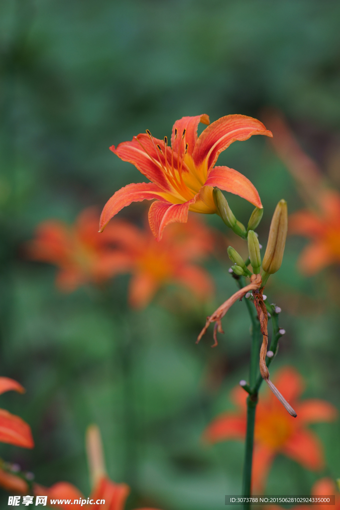 萱草花
