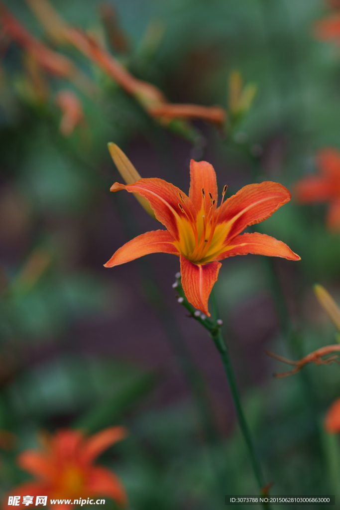 萱草花