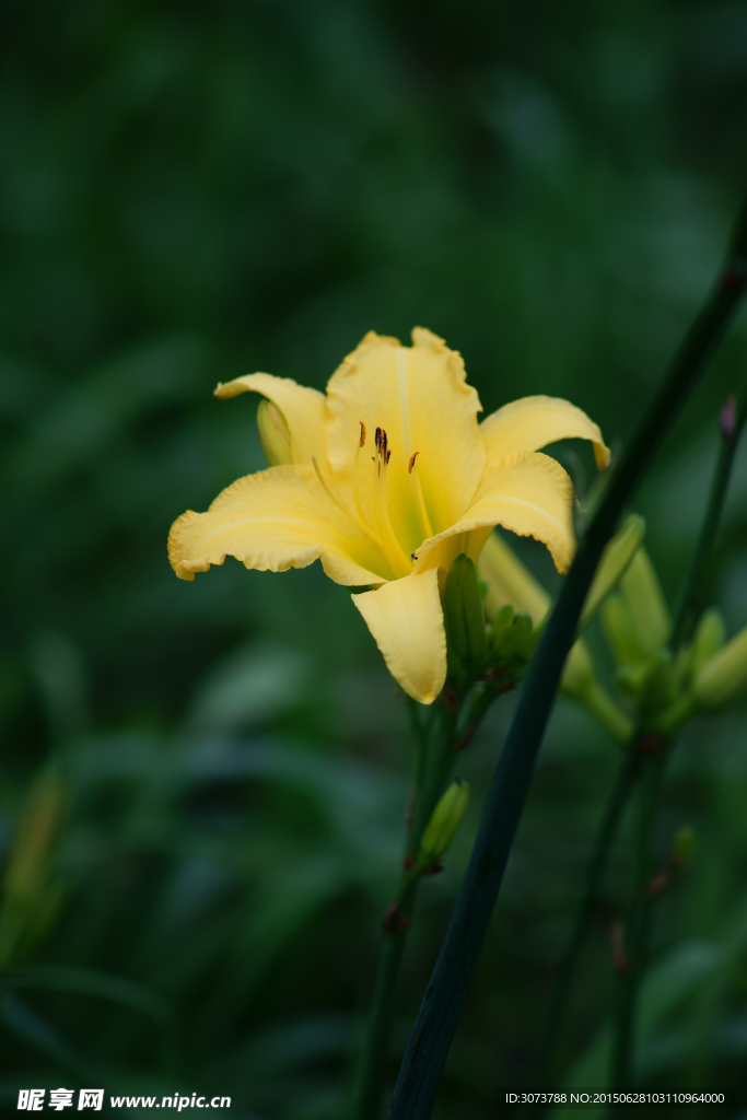 萱草花