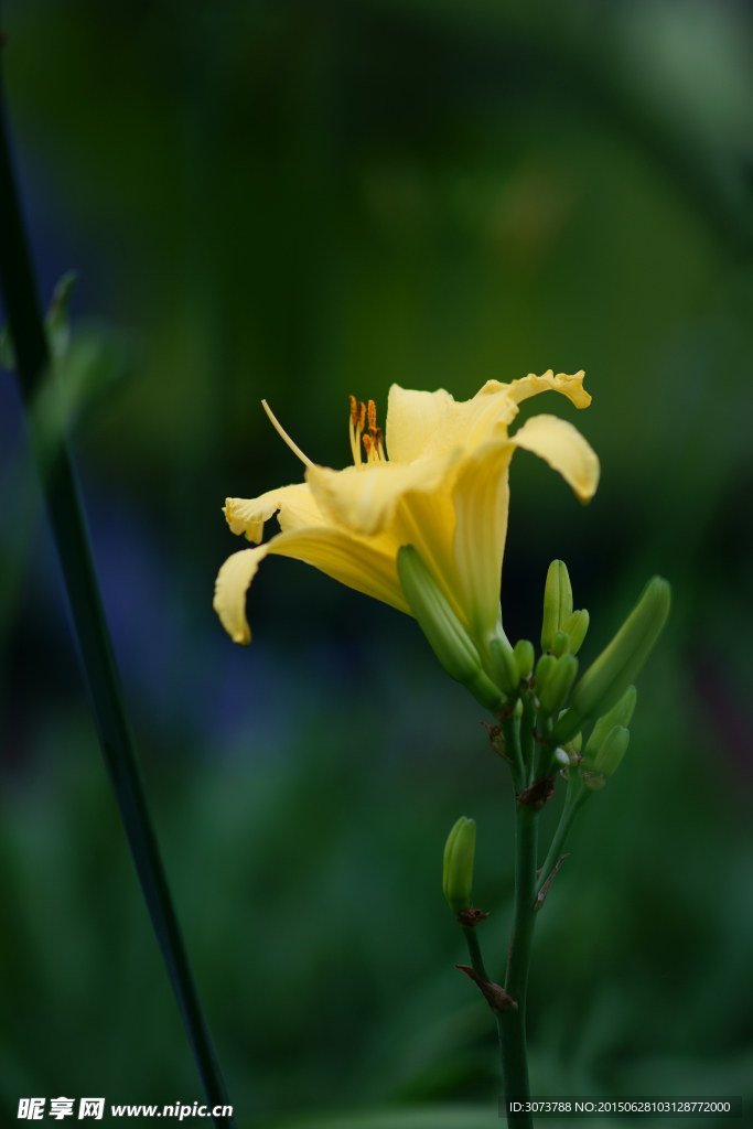萱草花