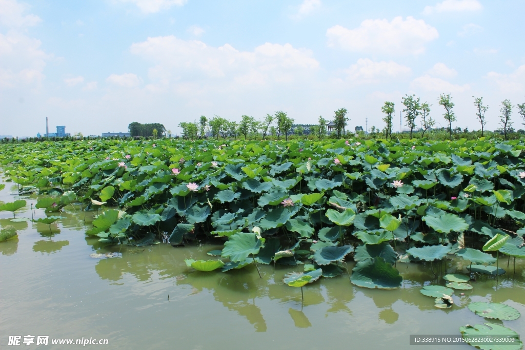 东莞麻涌华阳湖湿地公园