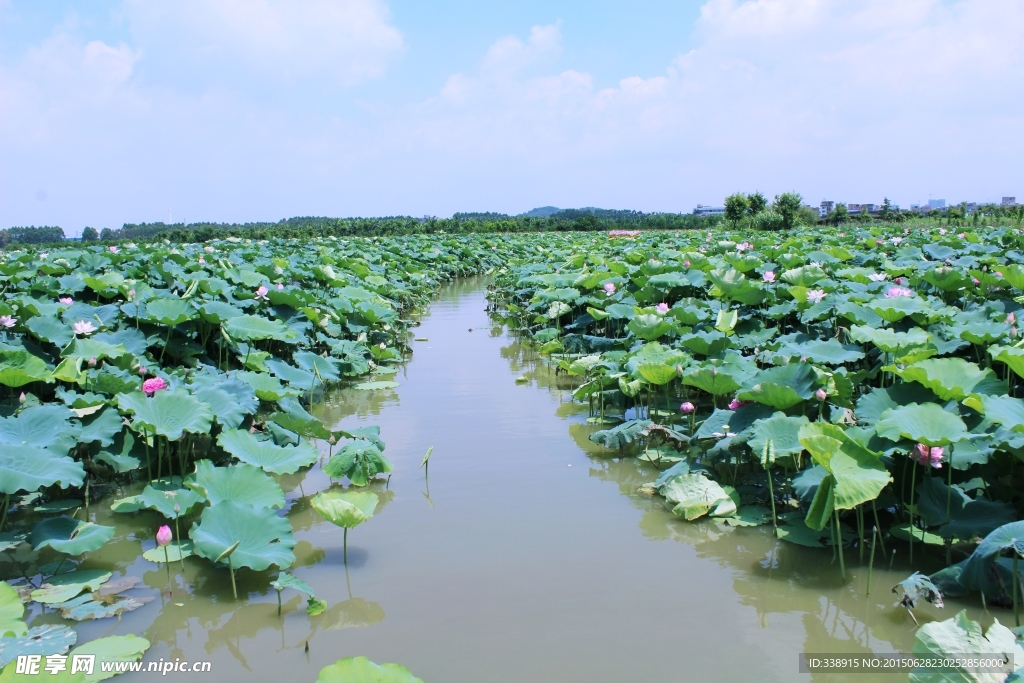 东莞麻涌华阳湖湿地公园