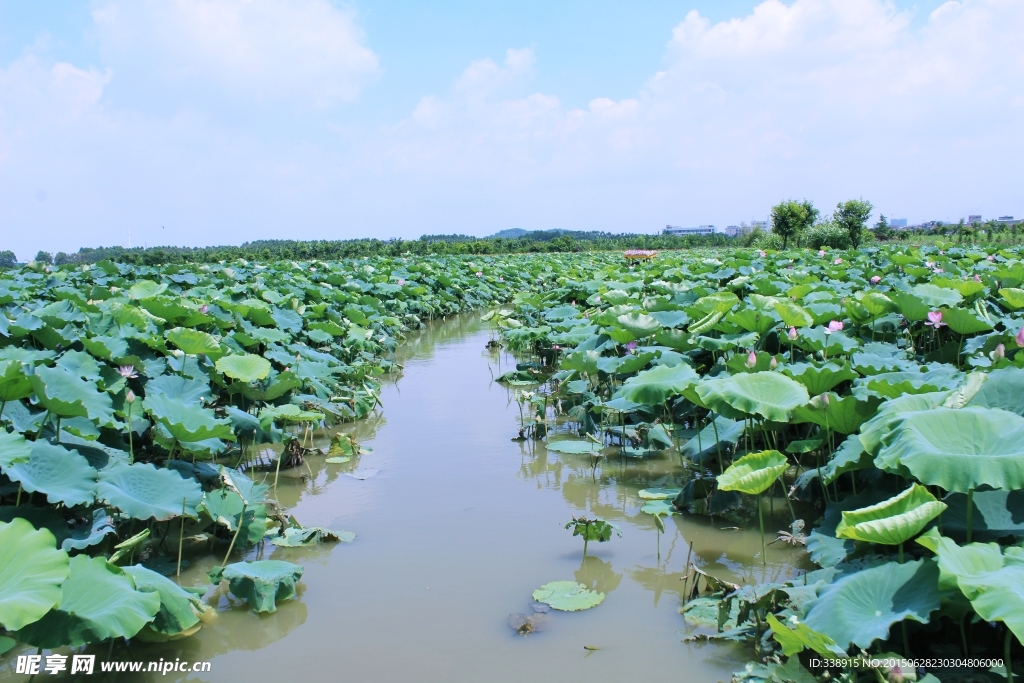 东莞麻涌华阳湖湿地公园