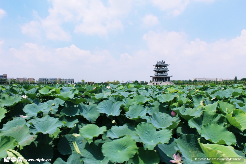 东莞麻涌华阳湖湿地公园