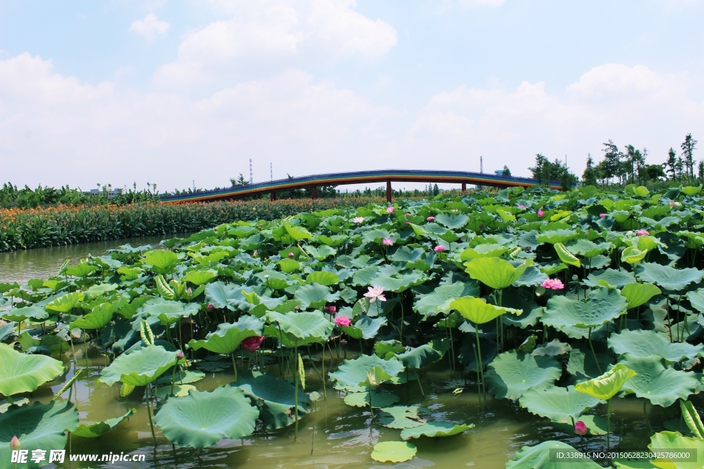 东莞麻涌华阳湖湿地公园