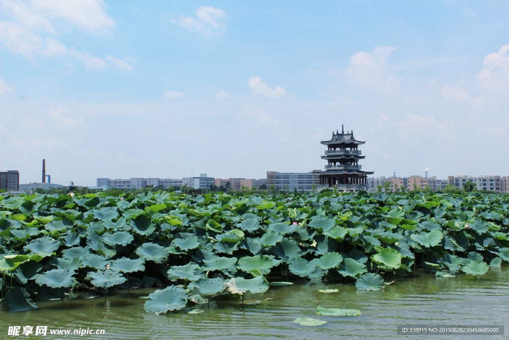 东莞麻涌华阳湖湿地公园