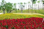 东莞华阳湖湿地公园