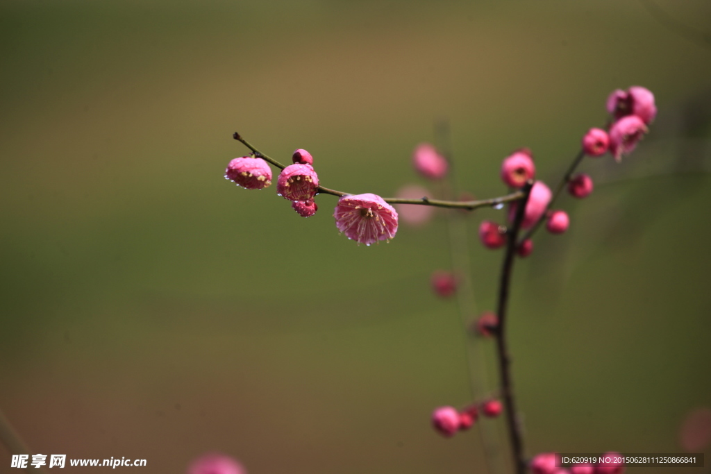 梅花