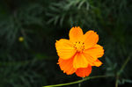 波斯菊