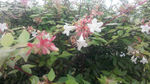 采蜜的蜂