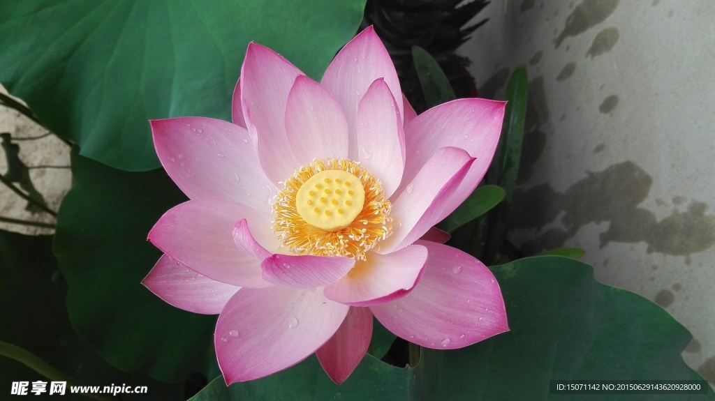 荷花