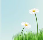 美丽白色菊花素材草地菊花背景