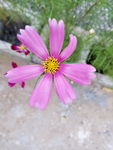 波斯菊