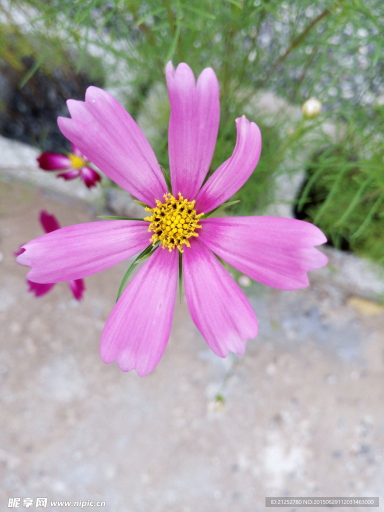 波斯菊