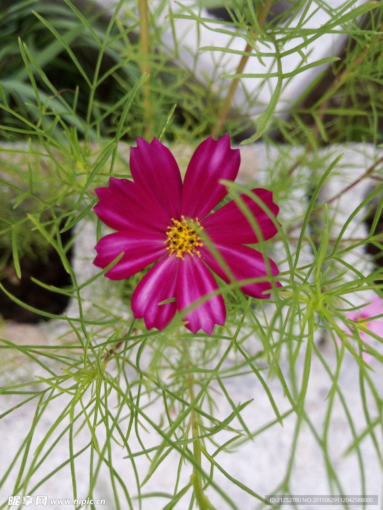 波斯菊