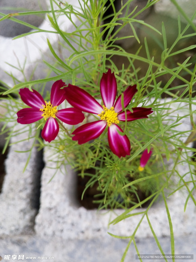 波斯菊