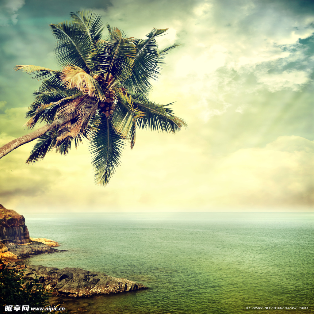 海滩椰树风景