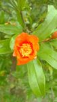 花蕊