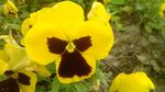 蝴蝶花