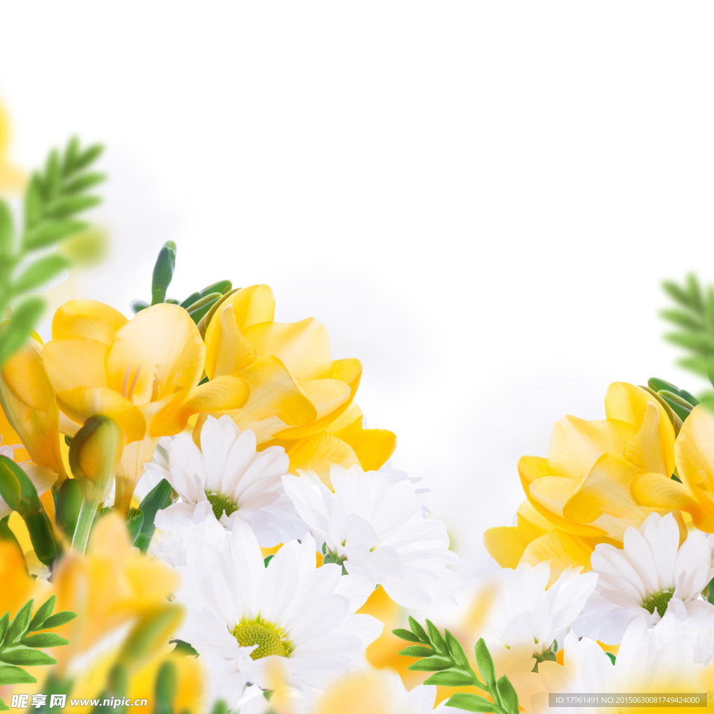 百合花