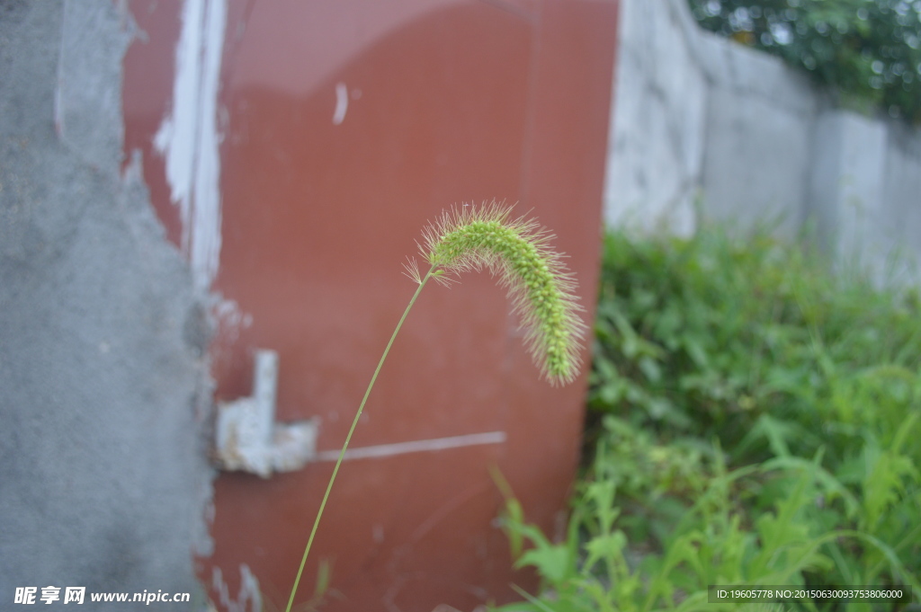 狗尾巴草