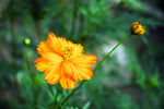 硫华菊