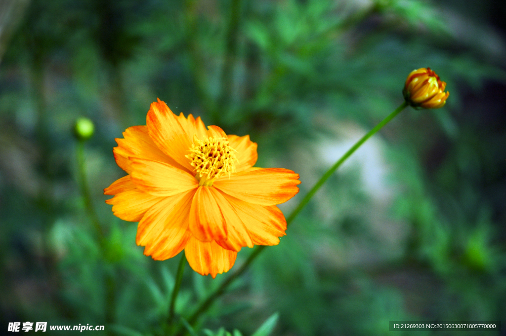 硫华菊