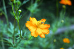 硫华菊