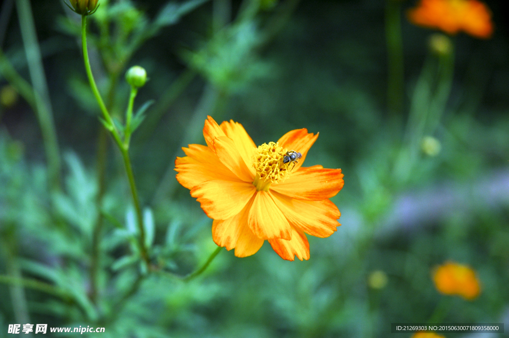 硫华菊