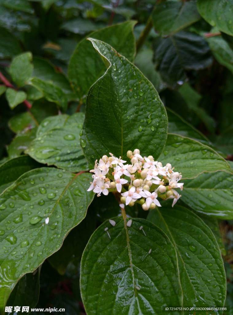 雨后的小花朵