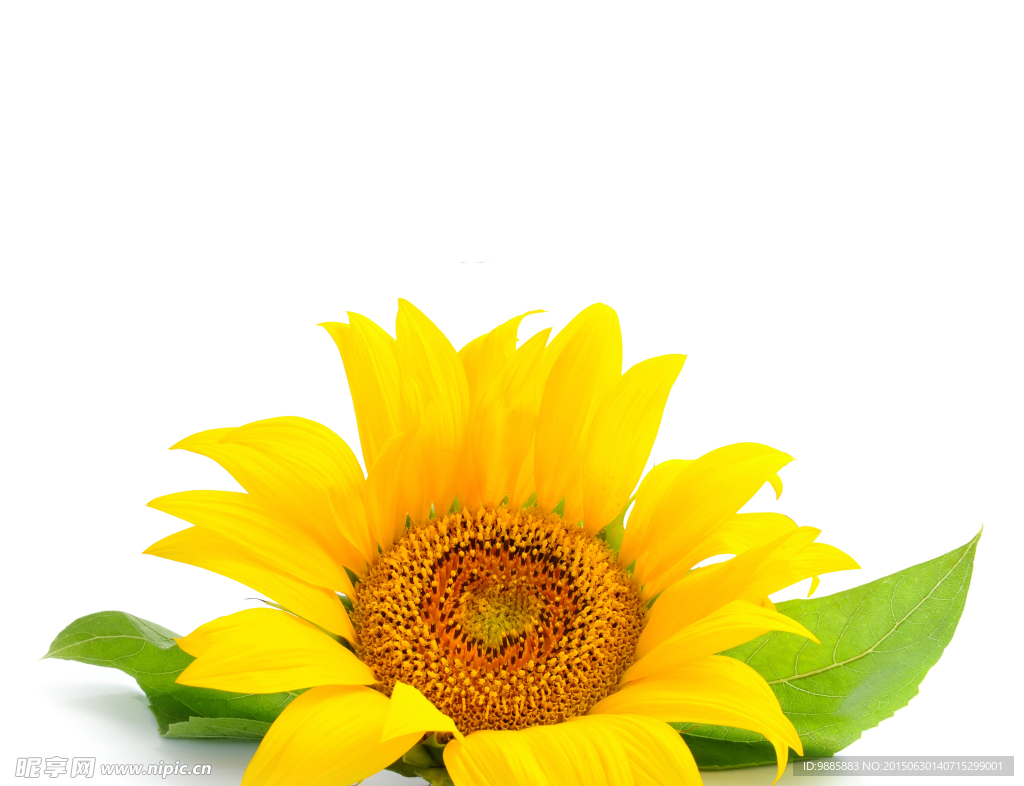 葵花