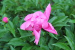 芍药
