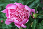 芍药