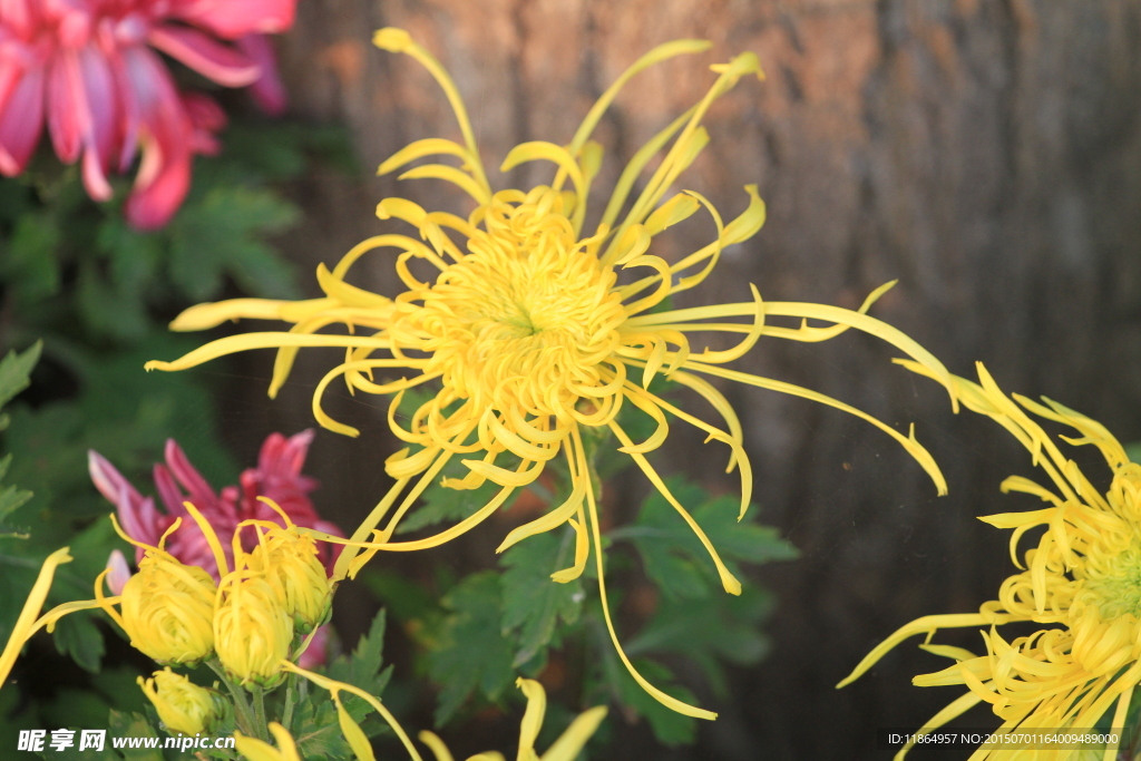 菊花
